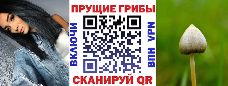 мега сайт  наркота  Северская  Галлюциногенные грибы MAGIC MUSHROOMS 